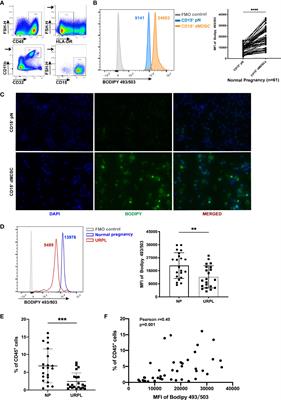 Intracellular Lipid Accumulation Drives the Differentiation of Decidual Polymorphonuclear Myeloid-Derived Suppressor Cells via Arachidonic Acid Metabolism